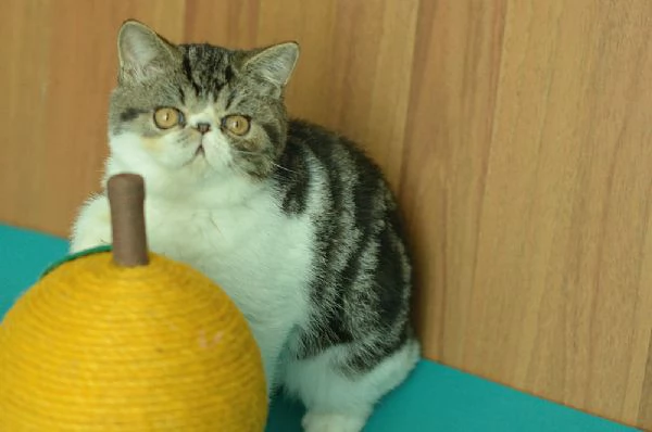 cuccioli di exotic shorthair | Foto 4