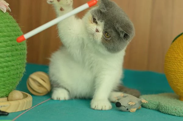 cuccioli di exotic shorthair