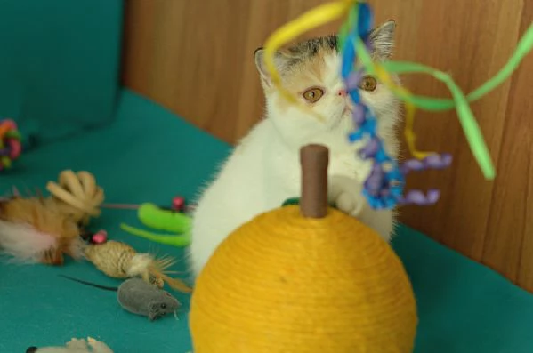 cuccioli di exotic shorthair | Foto 3
