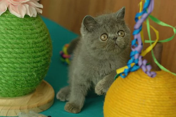 cuccioli di exotic shorthair | Foto 2