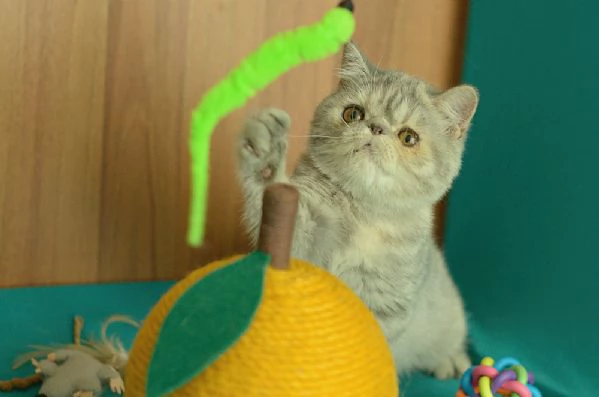 cuccioli di exotic shorthair | Foto 1