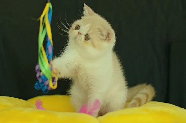 cuccioli di exotic shorthair | Foto 0