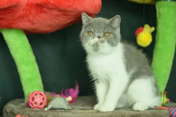 cucciolo di exotic shorthair blue white