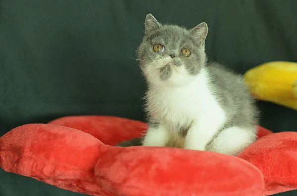 cucciolo di exotic shorthair blue white | Foto 1