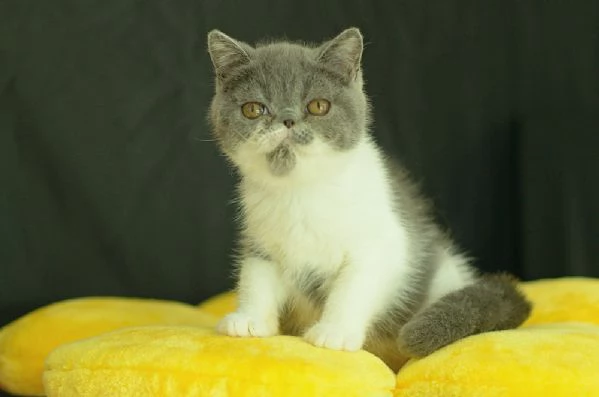 cucciolo di exotic shorthair blue white | Foto 0