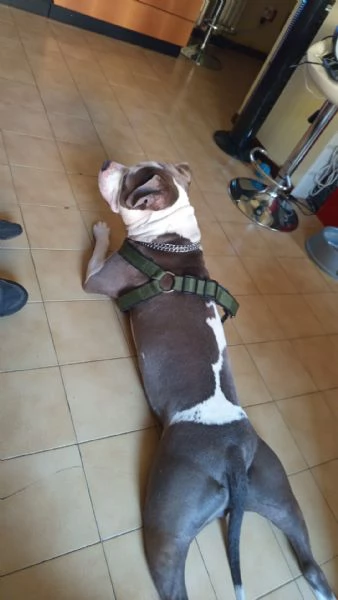 Amstaff 