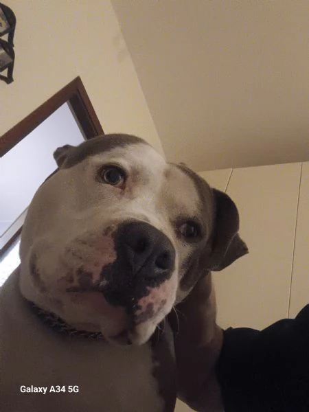 Amstaff  | Foto 0