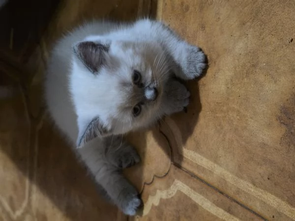 Splendide gattine di Scottish Fold Longhair | Foto 2