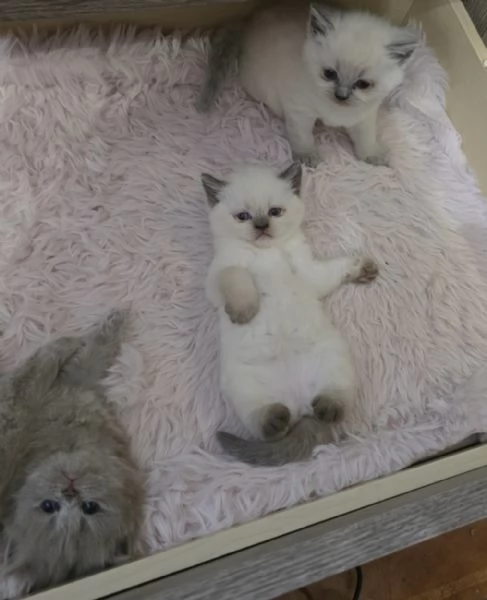 Splendide gattine di Scottish Fold Longhair | Foto 1