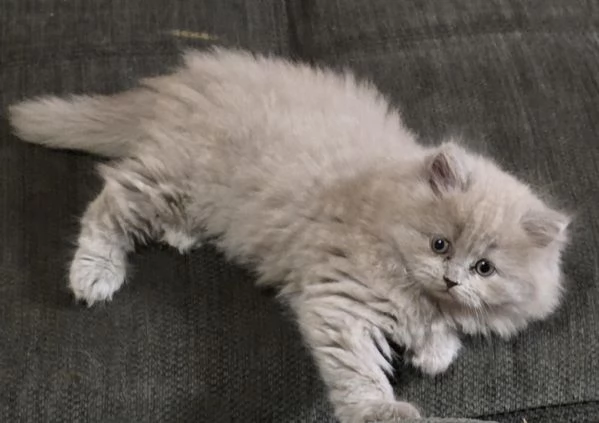 Splendide gattine di Scottish Fold Longhair