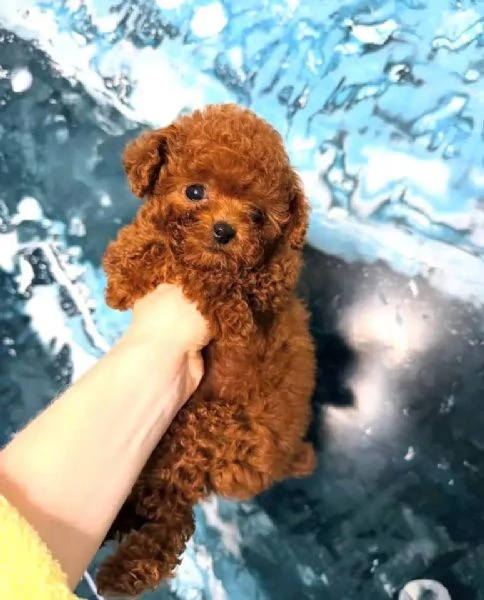 CUCCIOLI DI BARBONCINO TAGLIA TOY | Foto 0
