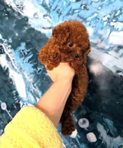 CUCCIOLI DI BARBONCINO TAGLIA TOY