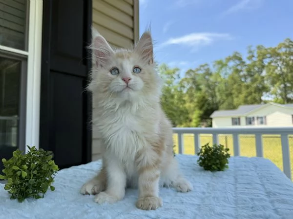 Maine Coon cuccioli | Foto 0