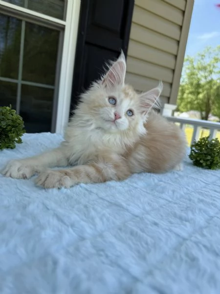 Maine Coon cuccioli