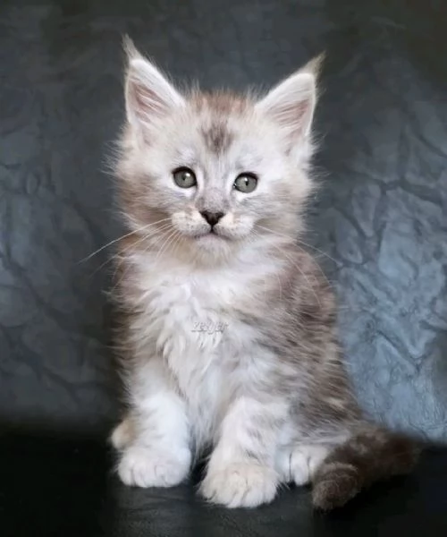 Maine coon cuccioli