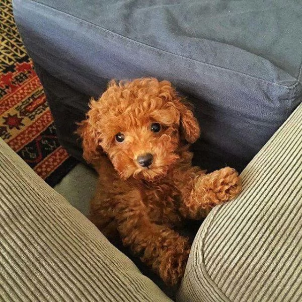 Disponibili I cuccioli di barboncino | Foto 0