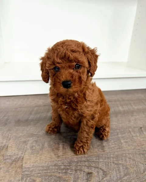 Disponibili I cuccioli di barboncino