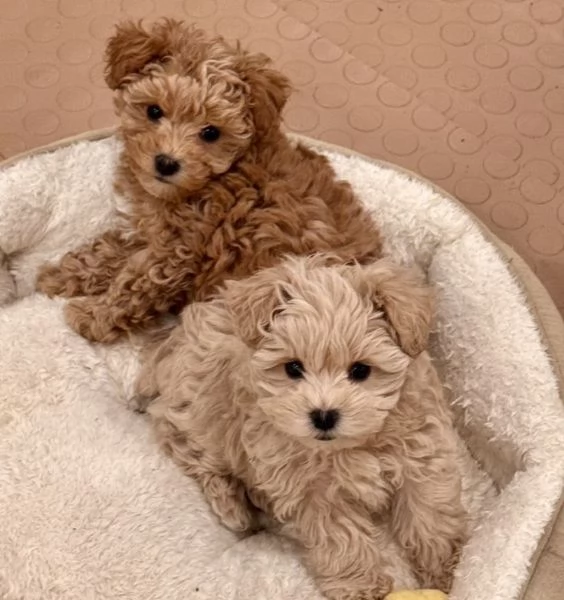Disponibili I cuccioli di barboncino. 