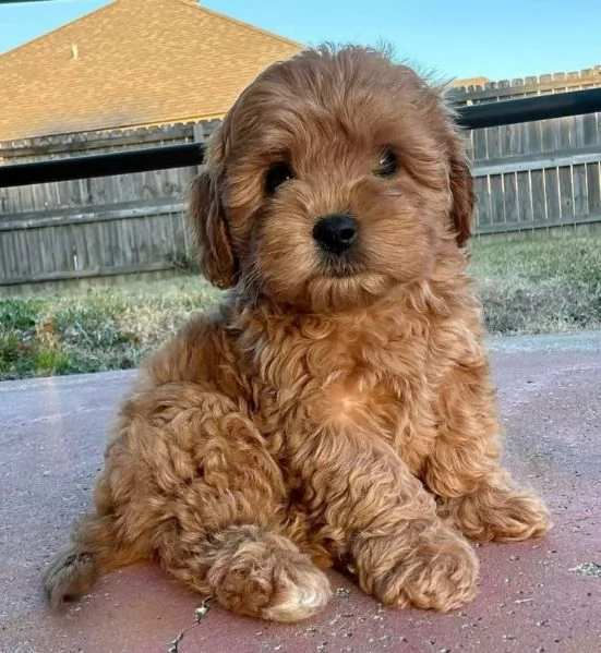 Adorabili cuccioli di barboncino toy