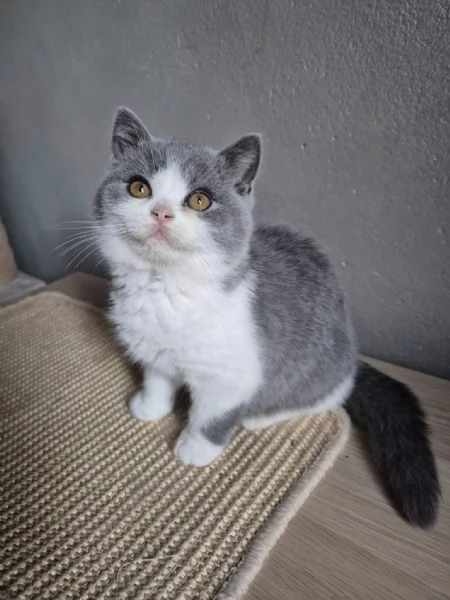 Bellissime cucciolate di british shorthair