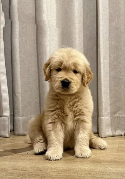 Golden retriever linea inglese | Foto 1