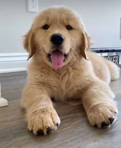 Golden retriever linea inglese