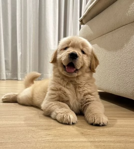 Golden retriever linea inglese | Foto 0