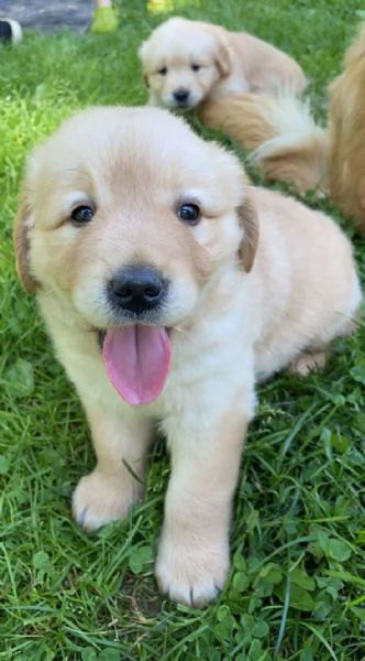 Cuccioli Golden Retriever | Foto 0