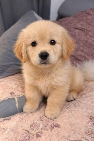Cuccioli di Golden Retriver | Foto 0
