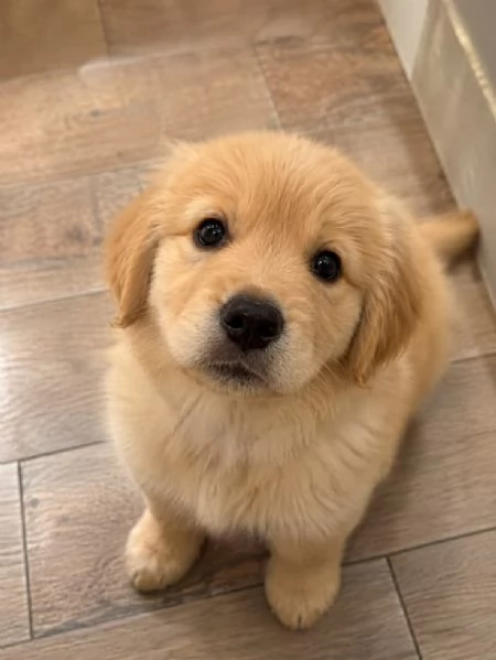 Cuccioli di Golden Retriver