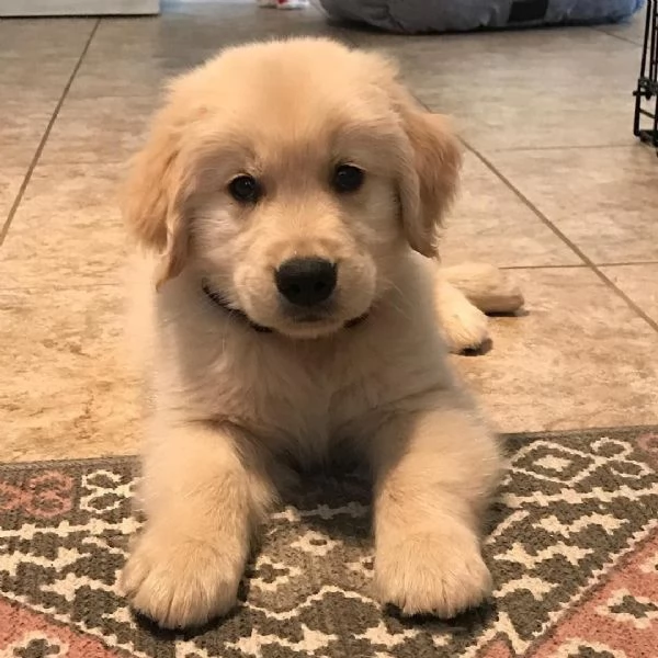 Cuccioli di Golden disponibili | Foto 0