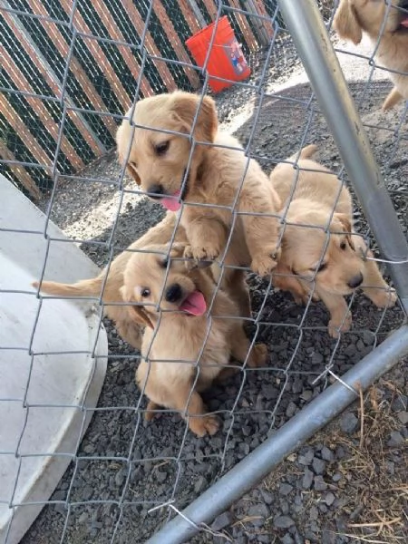 Cuccioli disponibili - Golden retriever | Foto 0