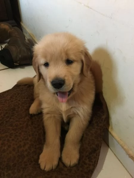 Cuccioli di Golden Retriever linea Inglese