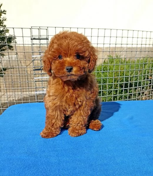 Due cuccioli di Barboncina toy 