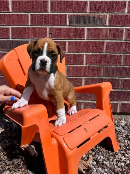 Cuccioli di boxer in cerca di una nuova famiglia | Foto 5