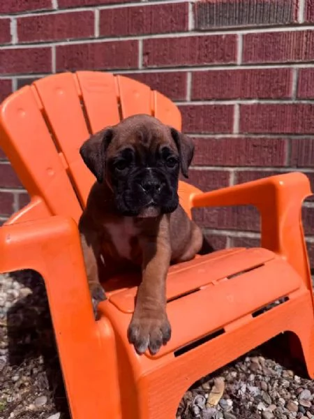 Cuccioli di boxer in cerca di una nuova famiglia | Foto 4