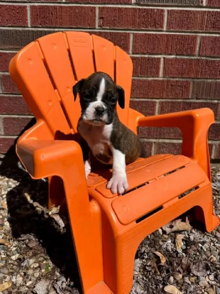 Cuccioli di boxer in cerca di una nuova famiglia | Foto 3