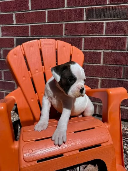Cuccioli di boxer in cerca di una nuova famiglia | Foto 2