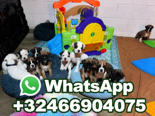 Cuccioli di boxer in cerca di una nuova famiglia | Foto 0