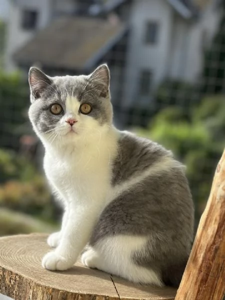 Gatti British shorthair