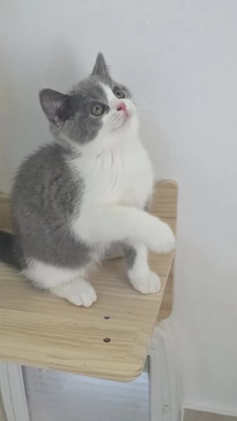 Cuccioli British Shorthair