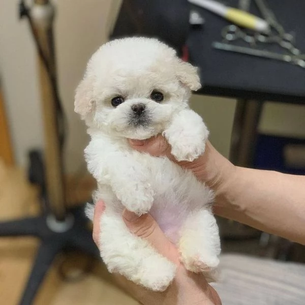 CUCCIOLI DI BARBONCINO TAGLIA TOY | Foto 0