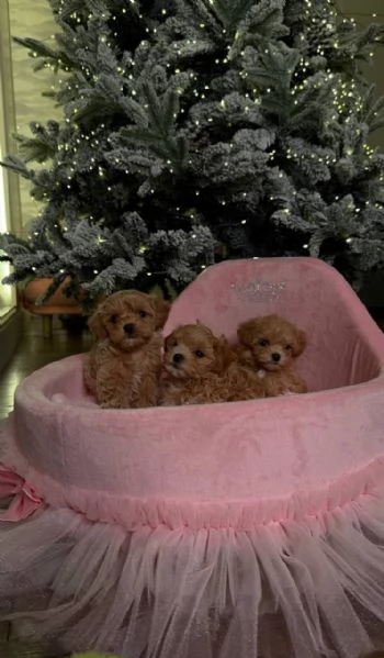 Cuccioli di Maltipoo in adozione