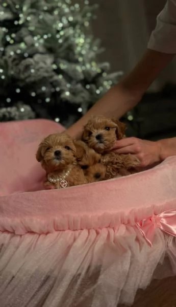 Cuccioli di Maltipoo in adozione | Foto 0