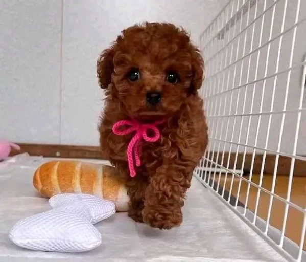 CUCCIOLI DI BARBONCINO TAGLIA TOY | Foto 0