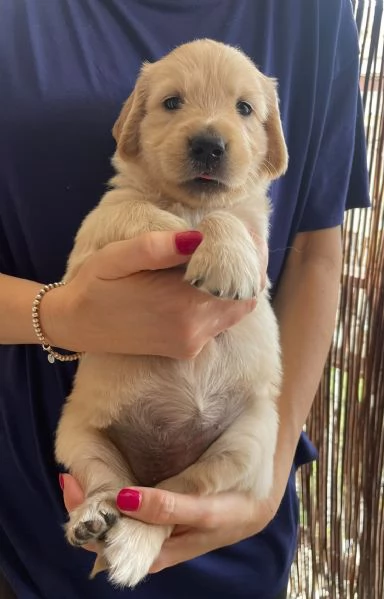 Cuccioli di golden retriever con pedigree | Foto 4