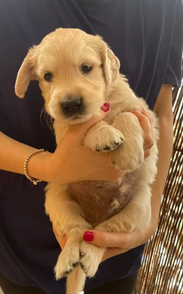 Cuccioli di golden retriever con pedigree | Foto 3