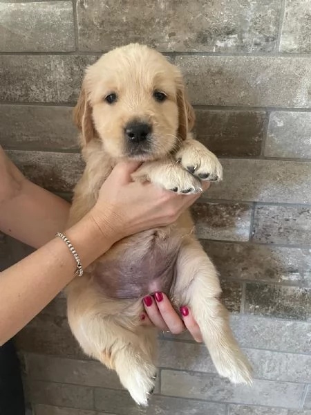 Cuccioli di golden retriever con pedigree | Foto 2