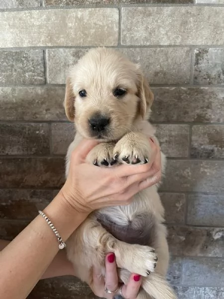 Cuccioli di golden retriever con pedigree | Foto 1