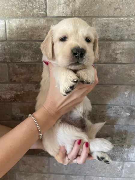 Cuccioli di golden retriever con pedigree | Foto 0